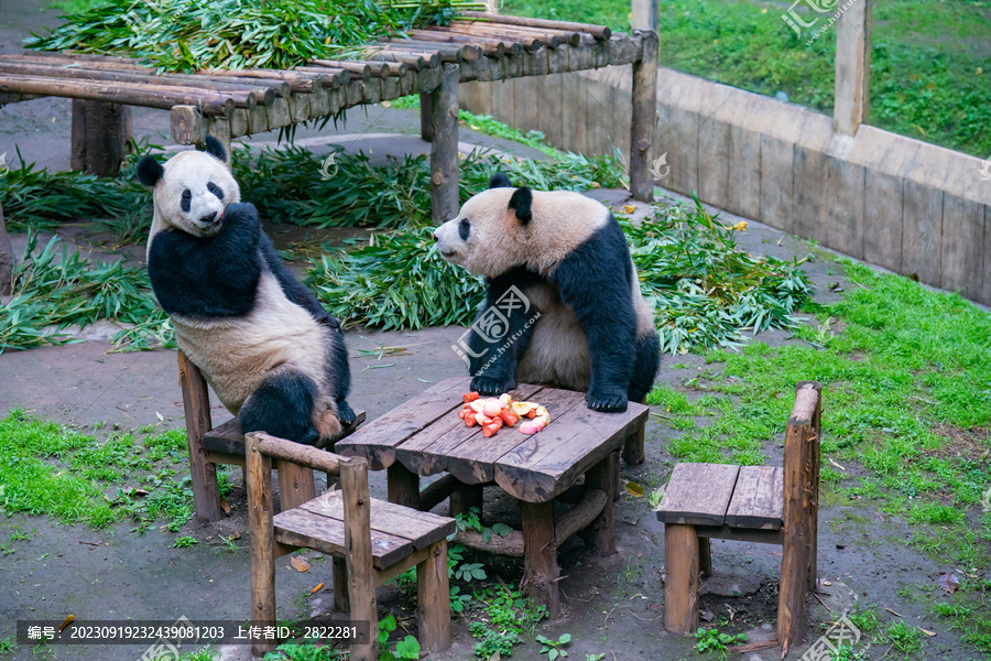 大熊猫熊猫幼崽