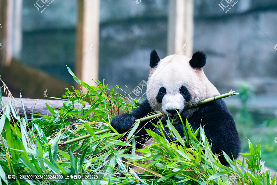 大熊猫熊猫幼崽萌态十足