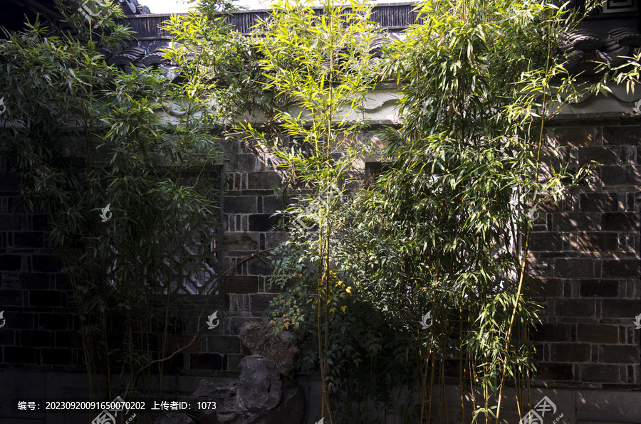 小院翠竹