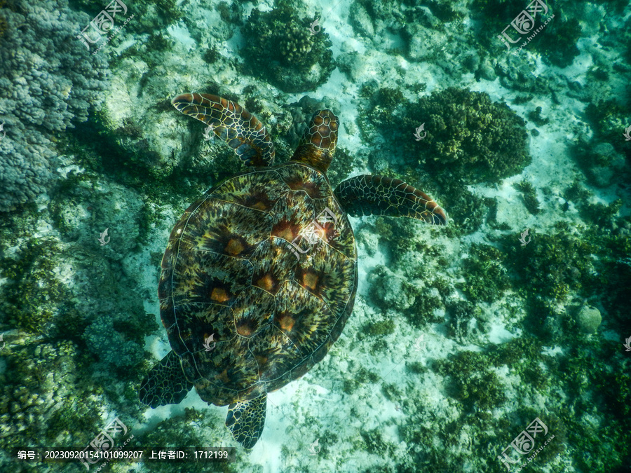 菲律宾巴里卡萨岛水下海龟