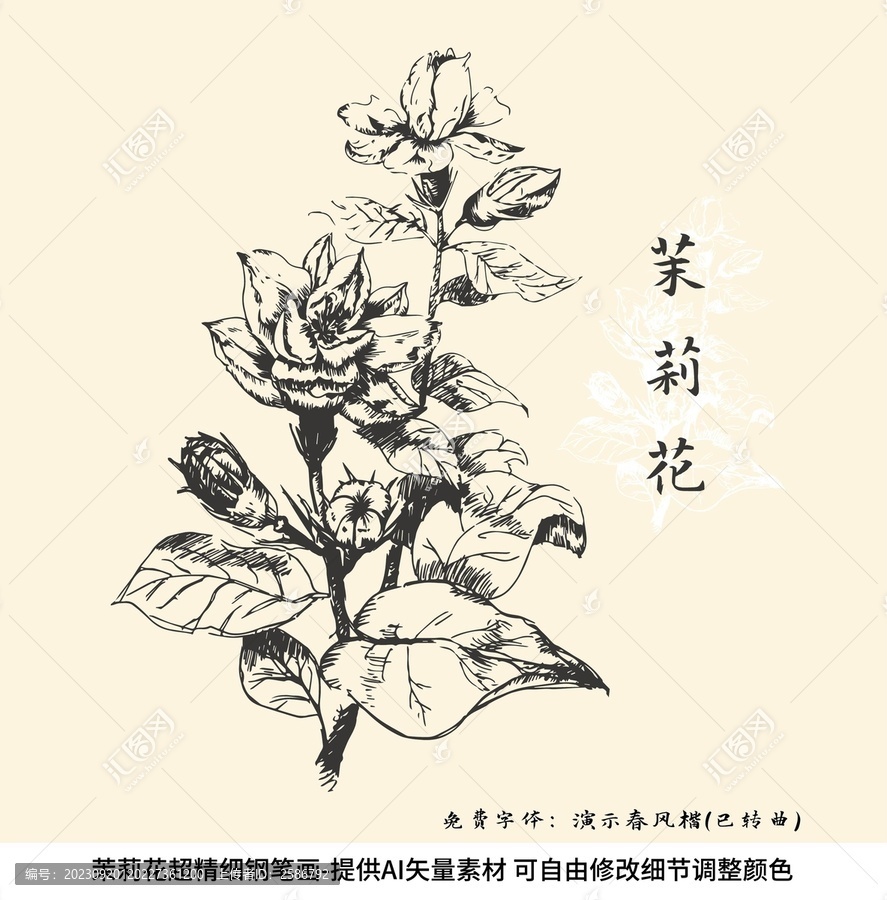 茉莉花矢量鋼筆畫素材