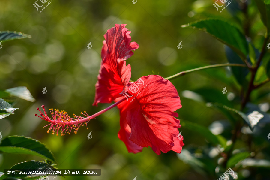 扶桑花