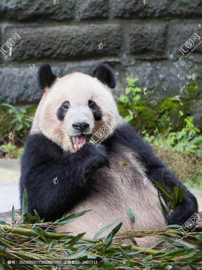 大熊猫丁丁约4岁龄