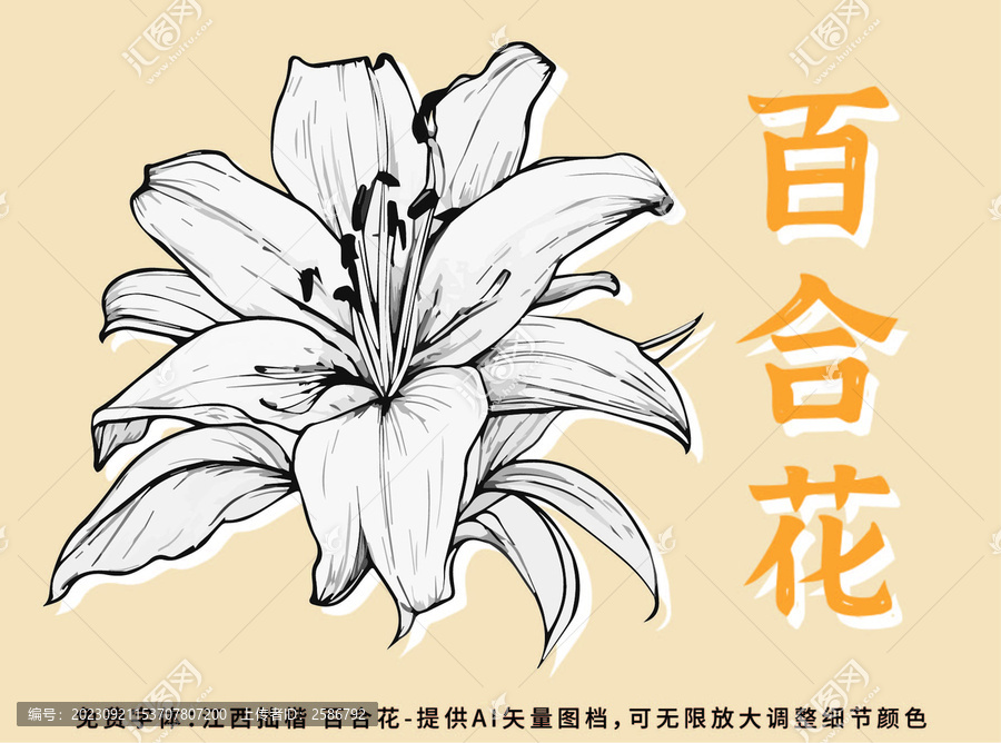 百合花矢量插畫(huà)素材