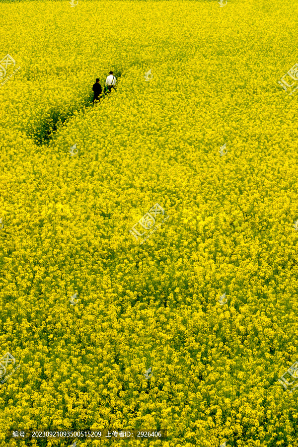 油菜花地