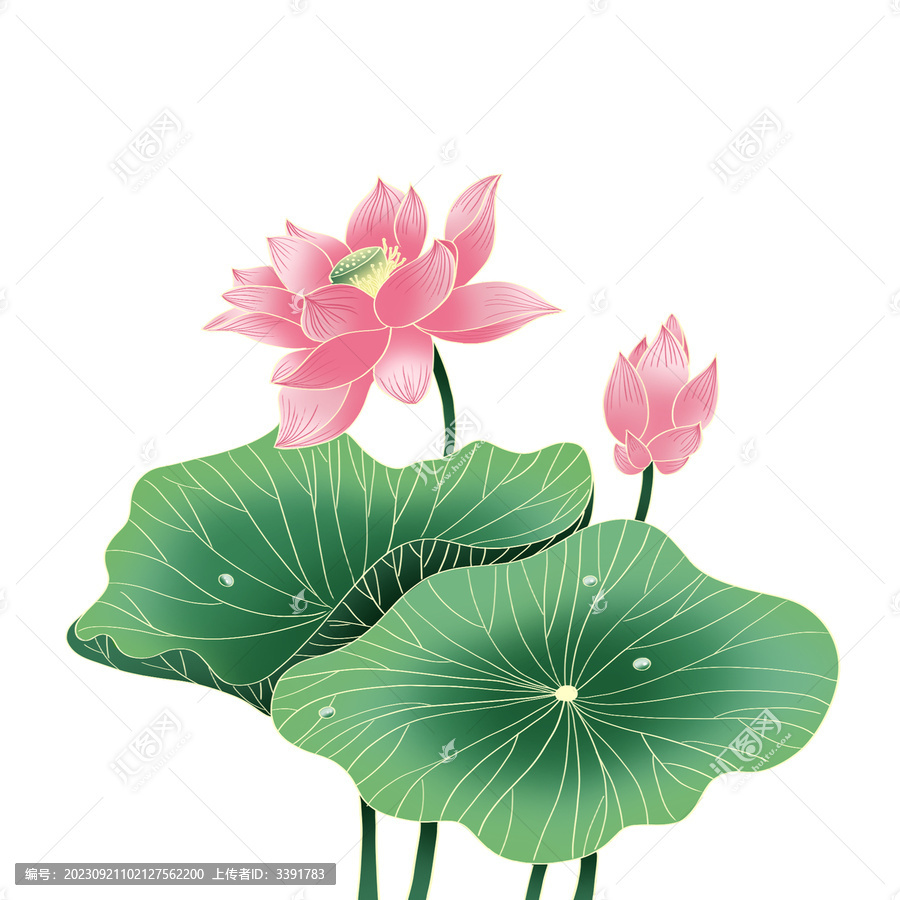 國(guó)潮插畫(huà)荷花素材