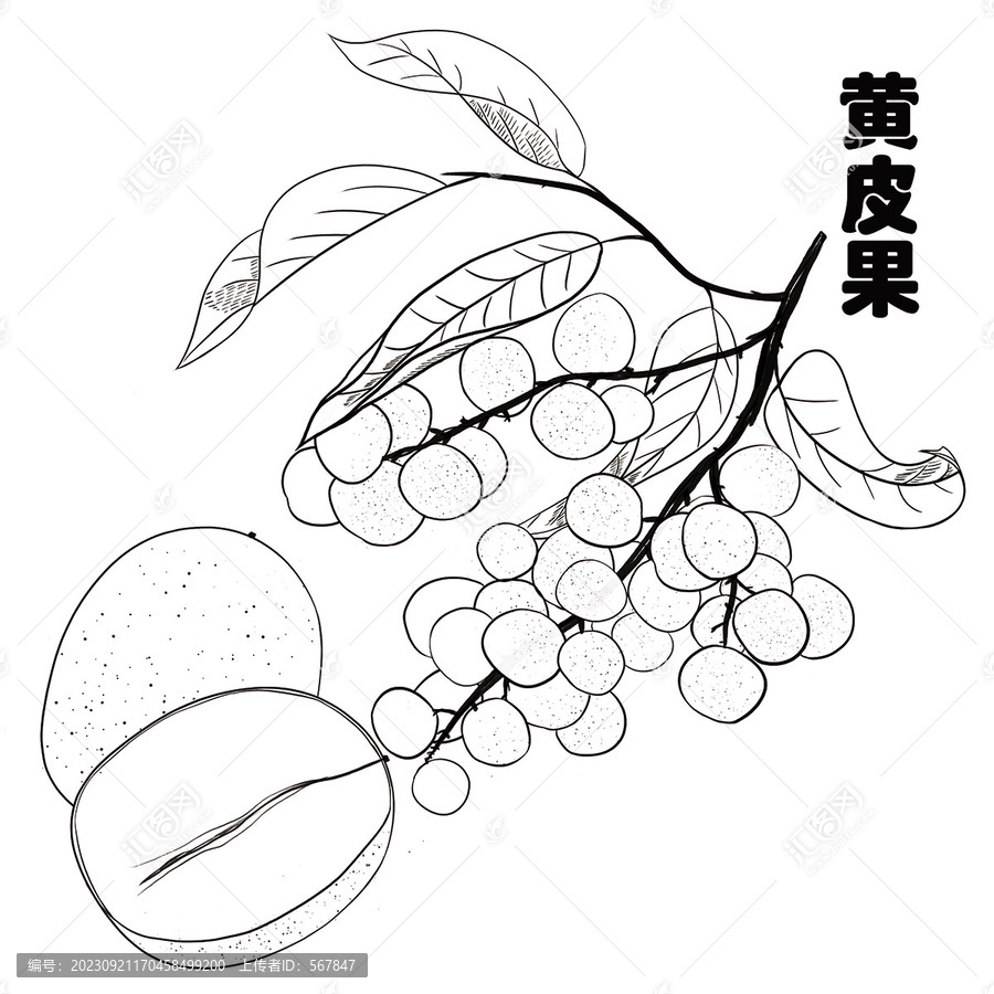 黃皮果黑白線描插畫