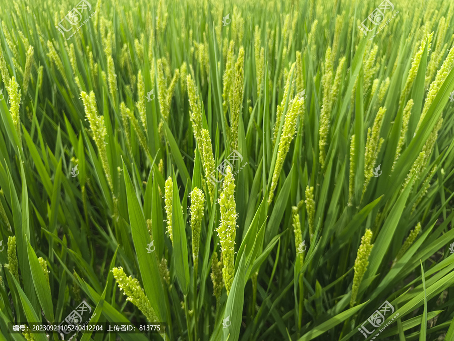 绿油油稻田稻花