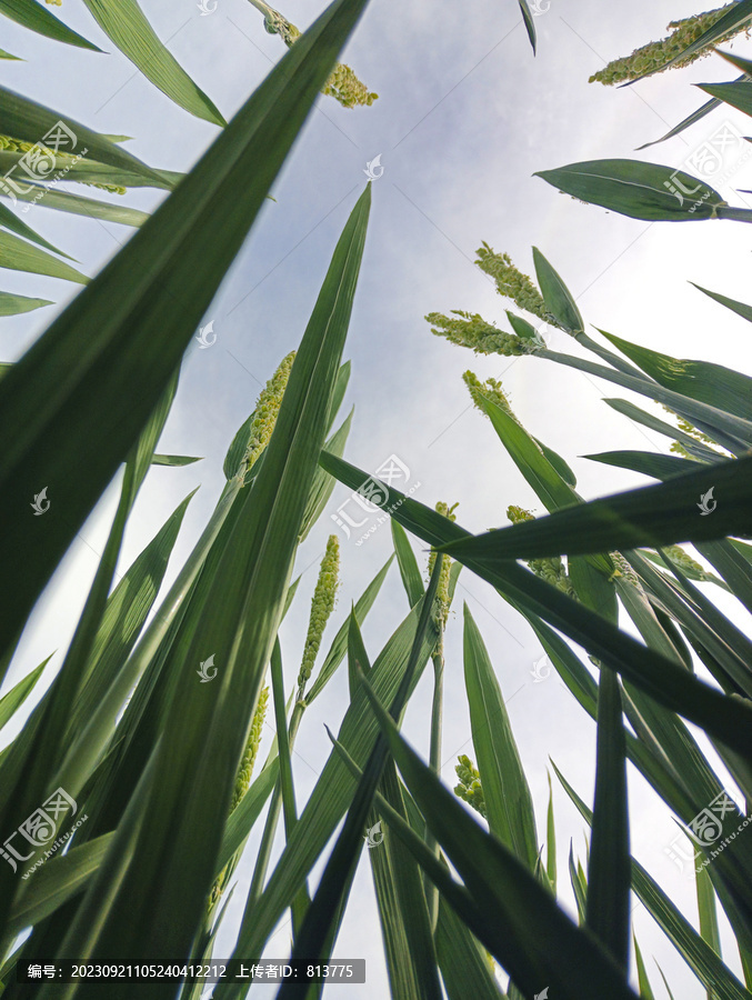 仰视稻田稻花