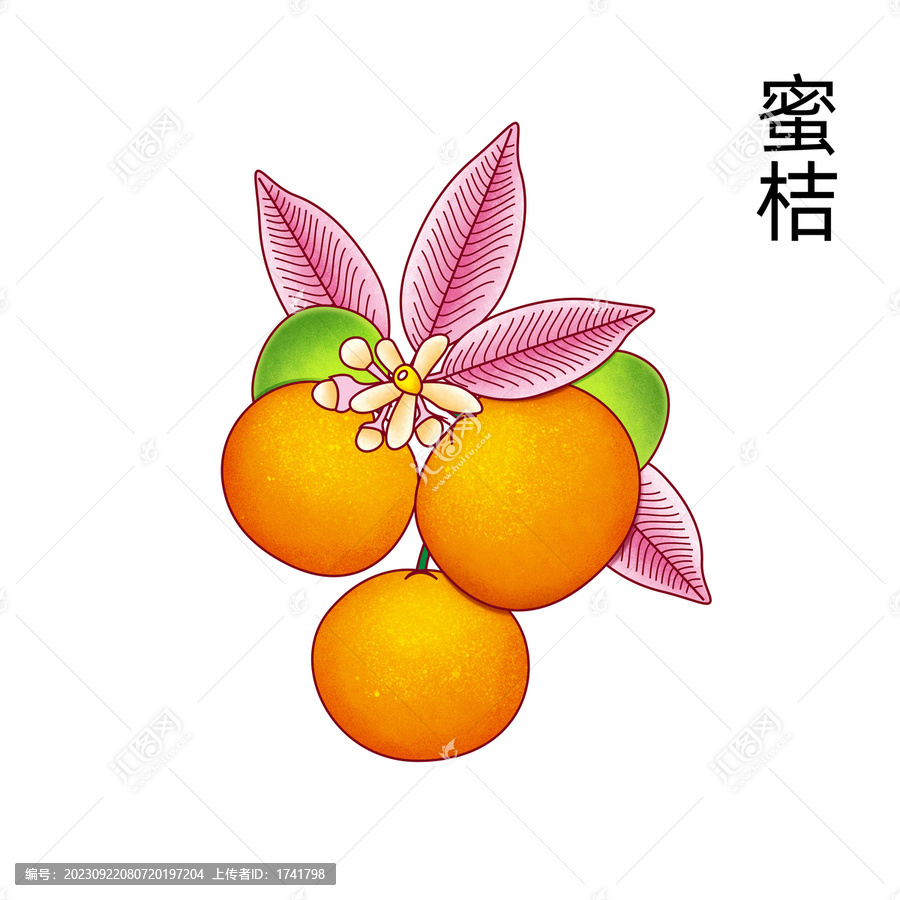 沃柑