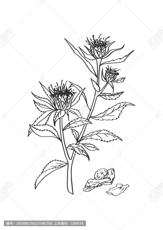 白術(shù)插畫手繪中藥材