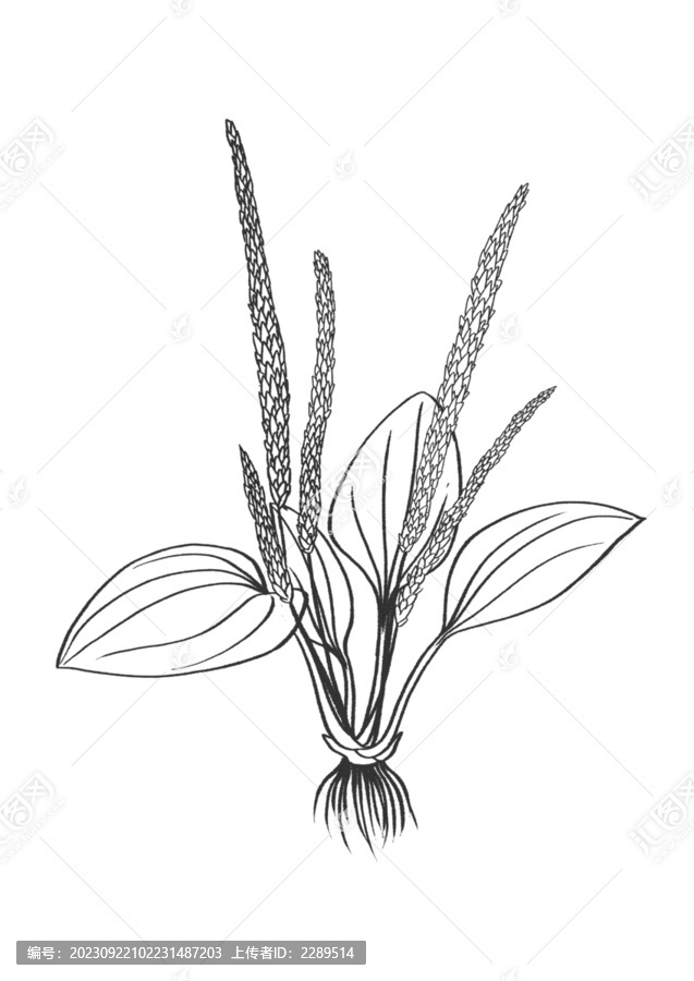 車(chē)前草插畫(huà)手繪中藥材
