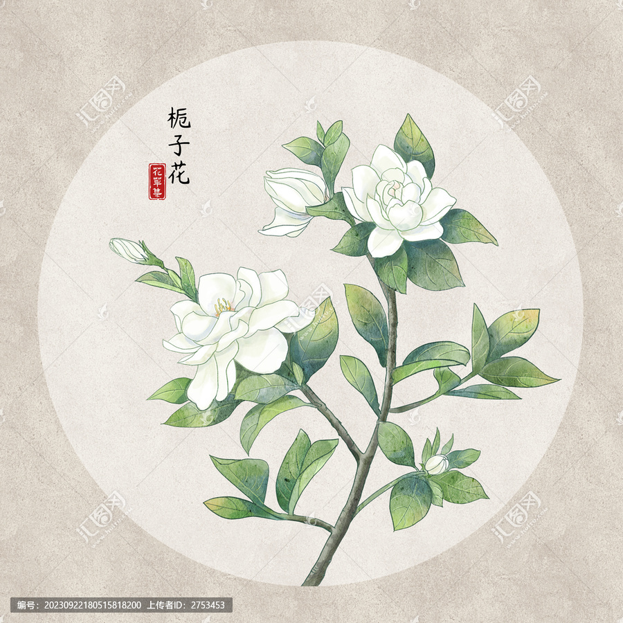 梔子花插畫