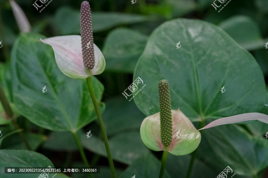 银川花博园四季馆