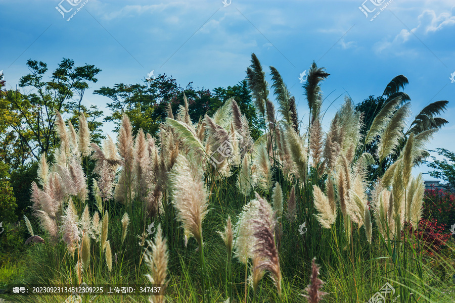 湿地公园芦苇