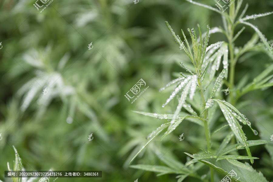 中草药艾草