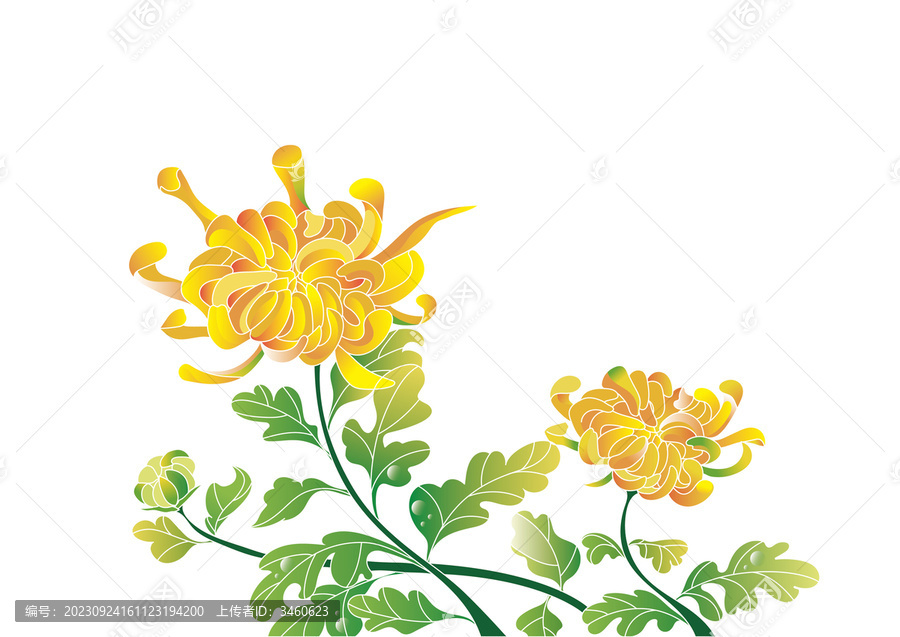 菊