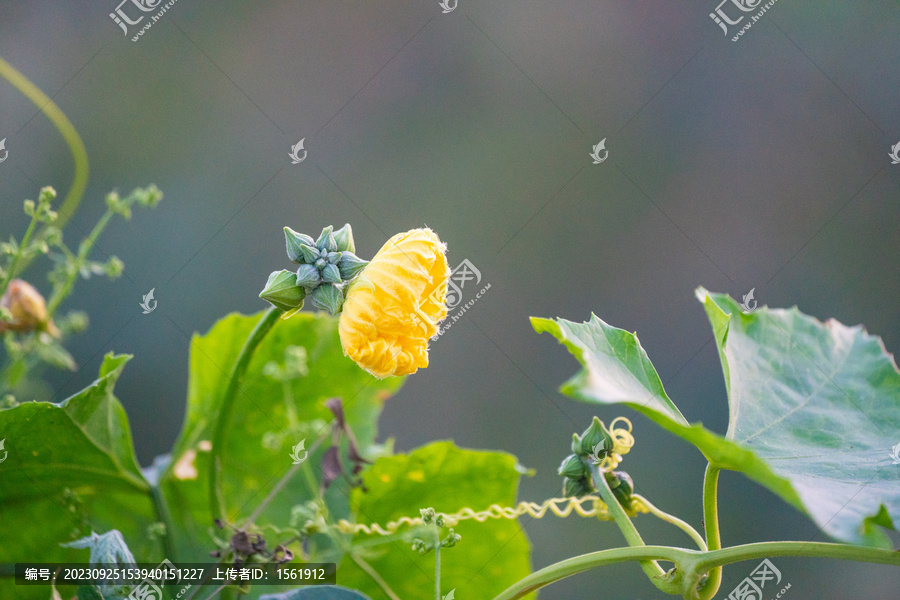 丝瓜花