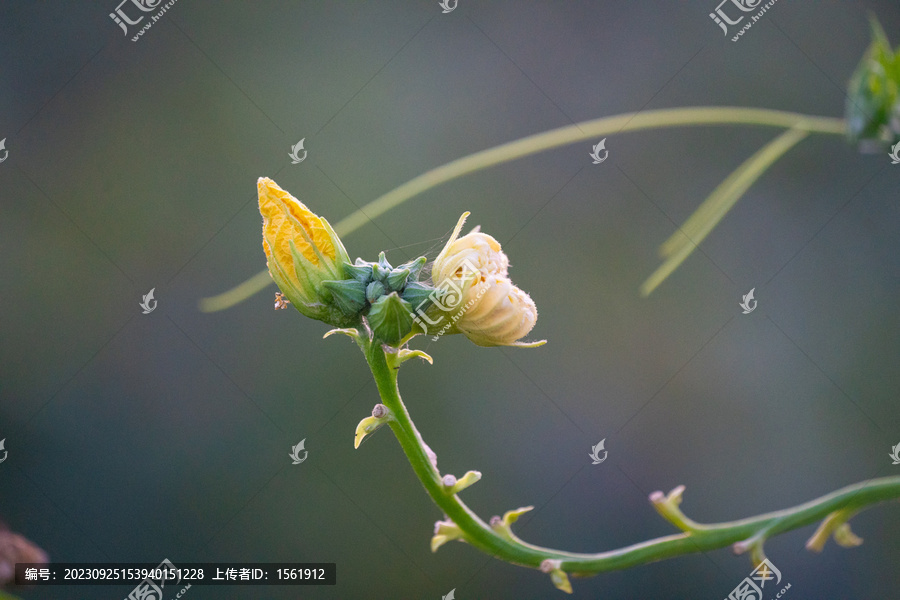 丝瓜花