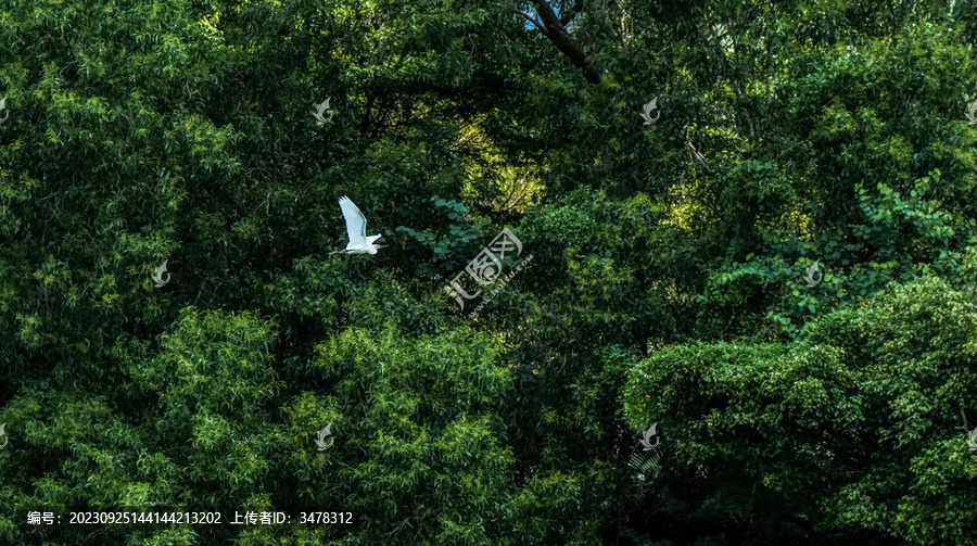 森林飞翔的白鹭