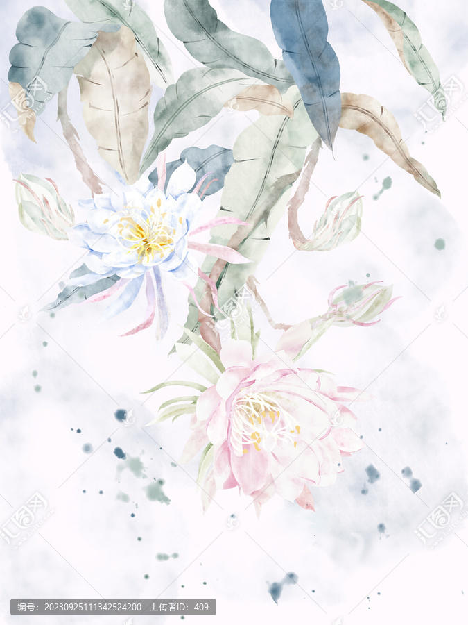 插畫曇花