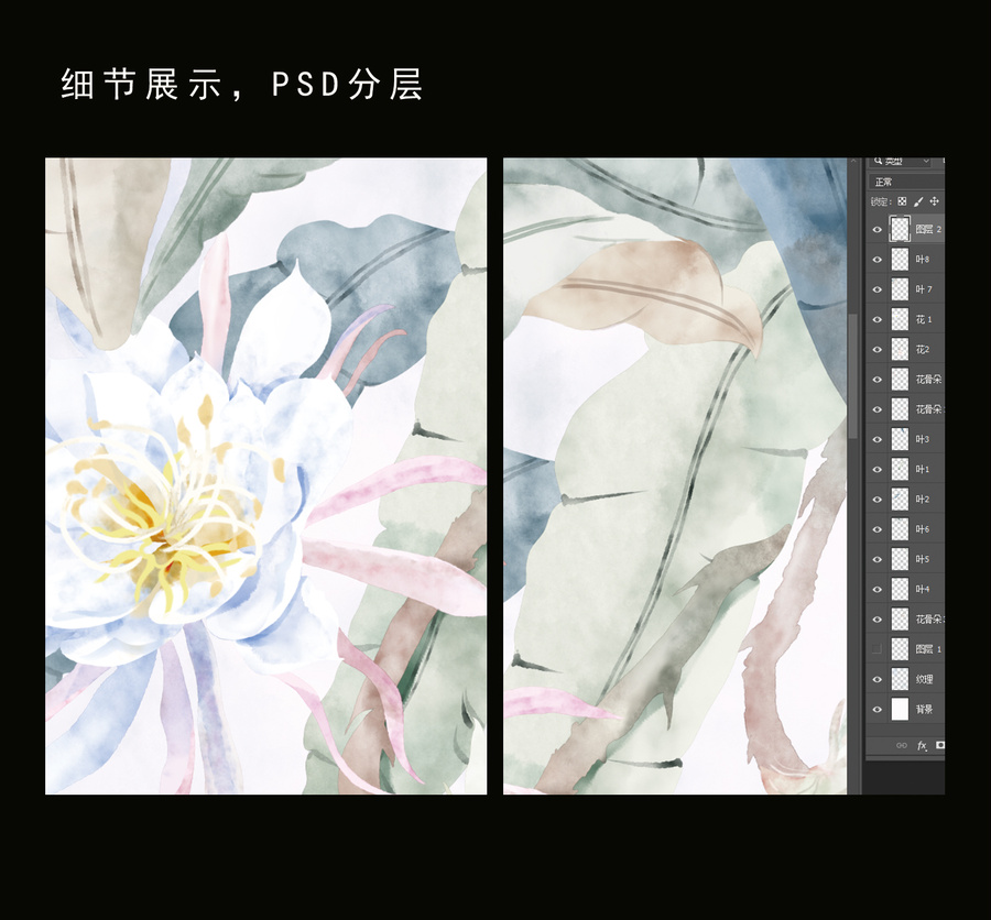 插畫曇花