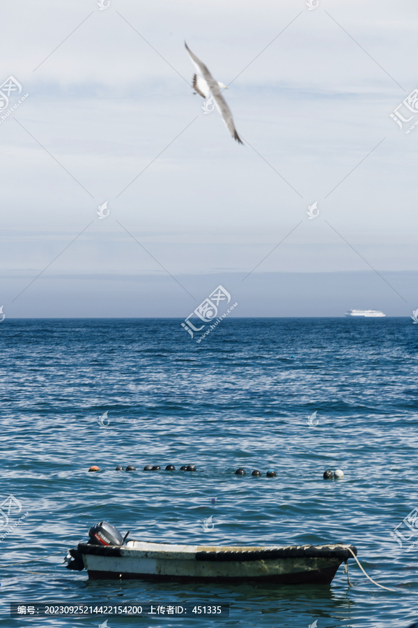 海鸥与快艇