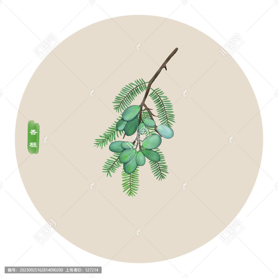 香榧