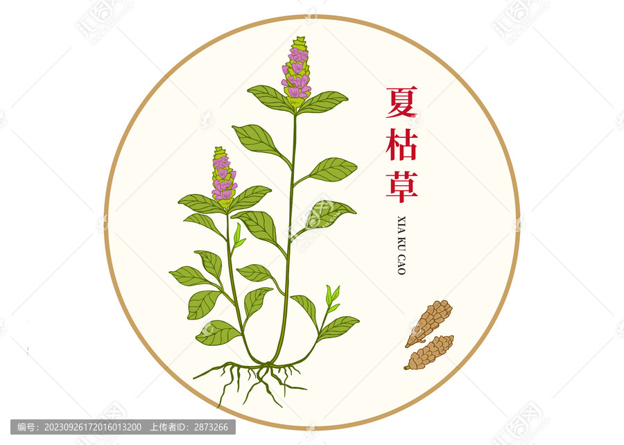 夏枯草
