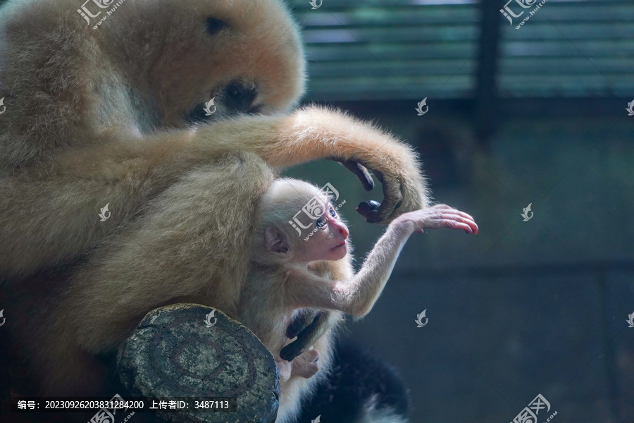 白颊长臂猿亲子婴猿约15日龄