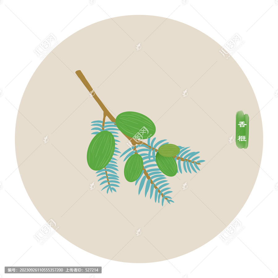 香榧