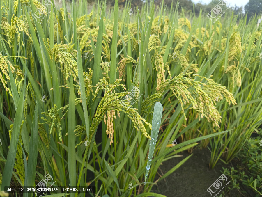 田野露珠稻穗