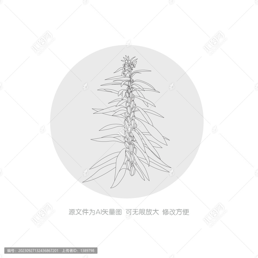 芝麻線稿