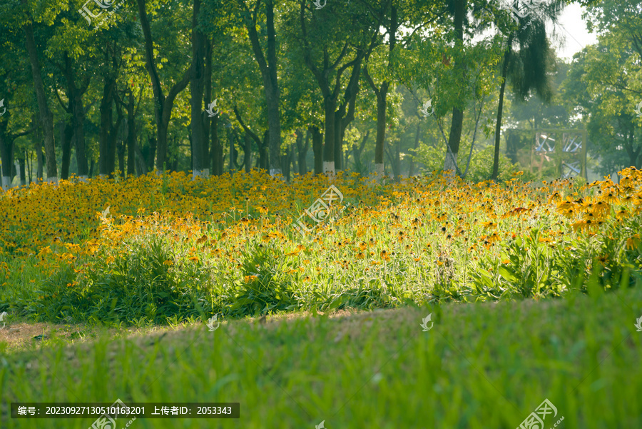 金光菊花圃