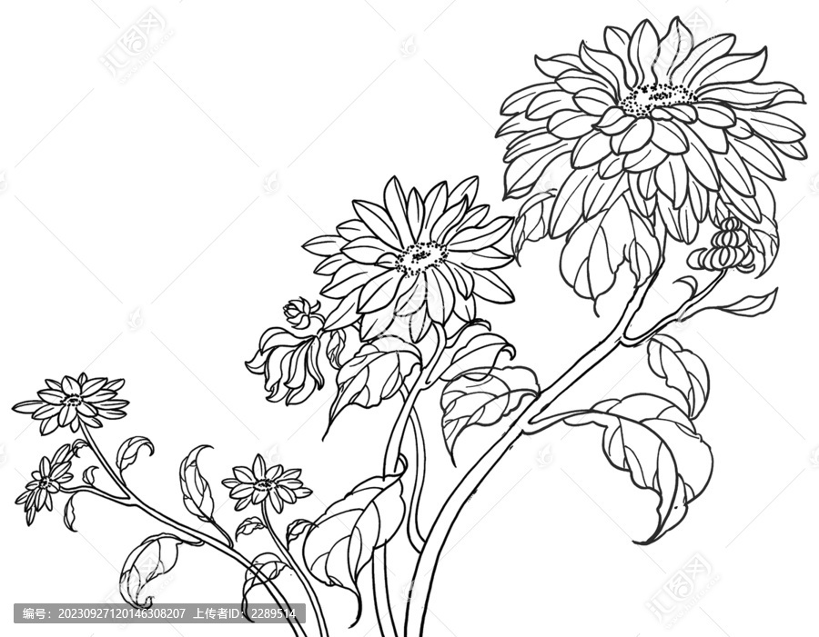淡雅菊花手繪插畫線稿