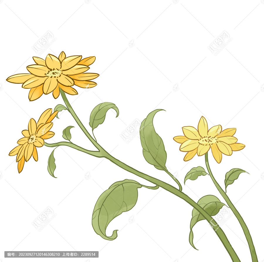 淡雅菊花手繪插畫