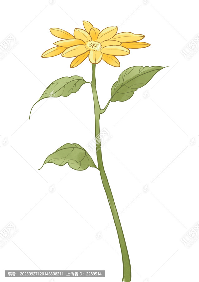 菊花手繪插畫(huà)