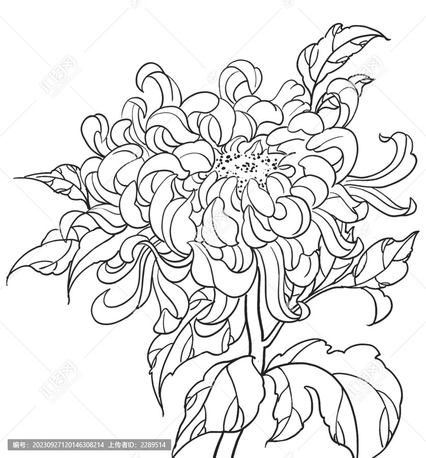 菊花手繪插畫