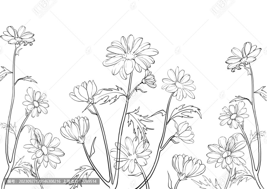 雛菊菊花手繪插畫