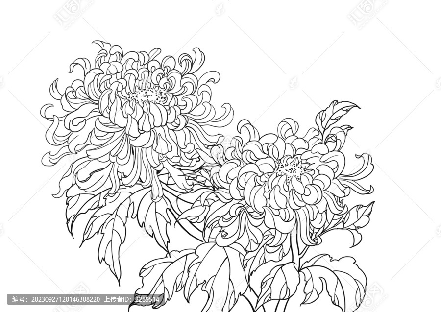 重阳节菊花手绘插画线稿