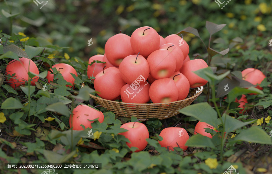 苹果丰收苹果园