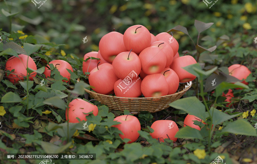 蘋果豐收蘋果園