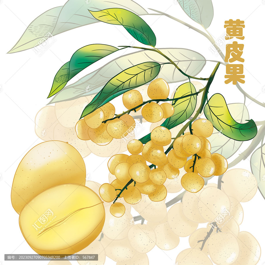 手繪黃皮果