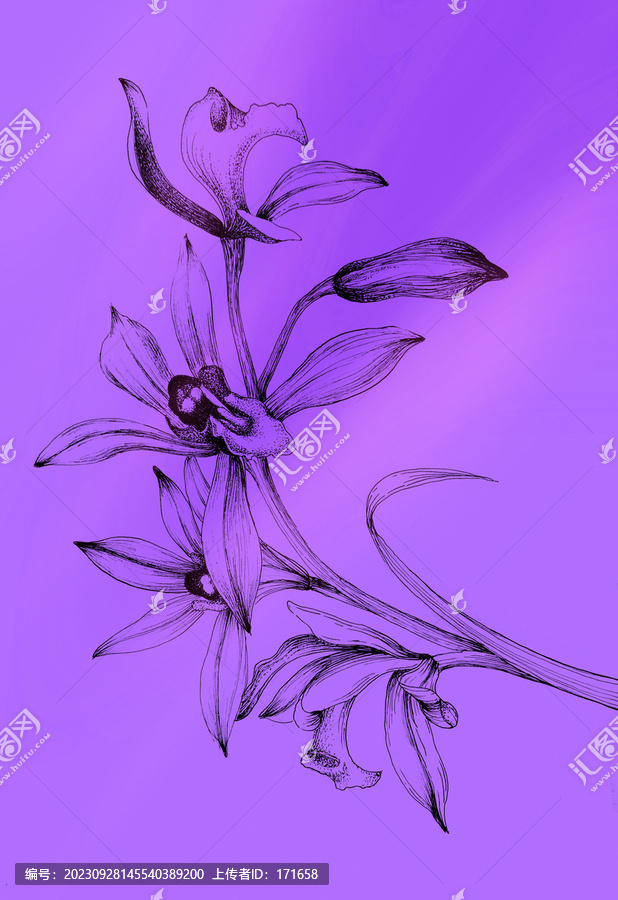 蘭花插畫(huà)