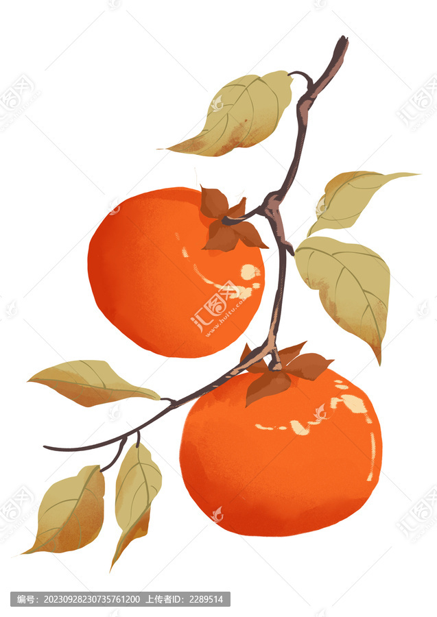 柿子手繪水果插畫
