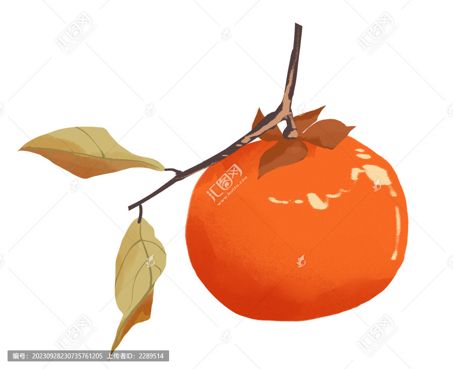 柿子手繪插畫