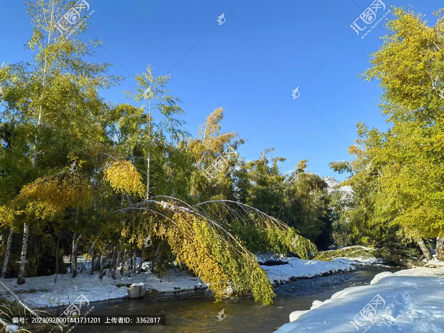 阿勒泰地区雪地植物景观