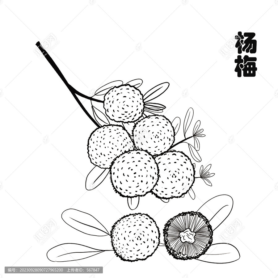 楊梅線描畫