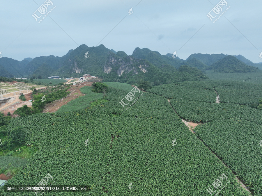 香蕉种植园