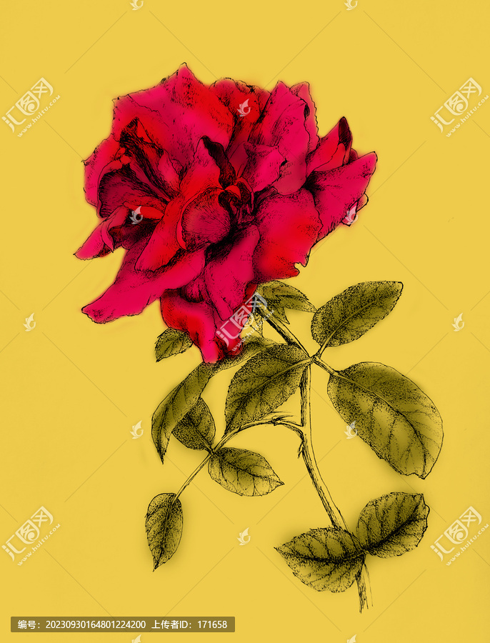 玫瑰花